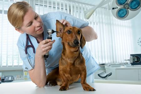 Clínica Veterinária na Granja Viana